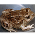 Great Basin Spadefoot Toad Fac