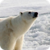 Arctic Animals List With Pictu