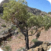 Desert Bloodwood Tree - 