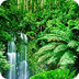 Tropical Rainforest Video