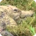 filmpje krokodil