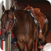 Cowboy Magic Grooming