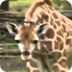 Baby giraffe playing