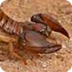 Scorpions, Scorpion Pictures, 