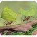 Leafcutter Ant Cam 