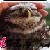 Lovely Owl 