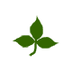 Poison Ivy FAQ