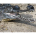 Gharial facts