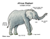 Elephant Diagram