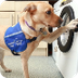 Service and Assistance Dogs