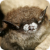 Bat White-nose Syndrome