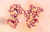 Bacterias