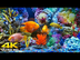 Aquarium 4K VIDEO (ULTRA HD)