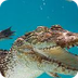 Saltwater crocodile