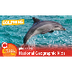 All About Dolphins | Nat Geo K