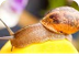 Snail Facts And Information