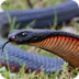 Red Bellied Black Snake