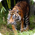 Tiger Trail