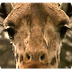 de giraf