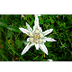 Flor de Edelweiss 
