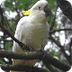 Sulphur-crested cockatoo — kid