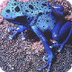 Poison Dart Frogs--Tolweb