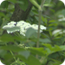 Hogweed TO News