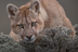 Rewilding Chile