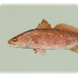 NC State Fish