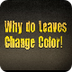 Why Leaves Change Color: Untam