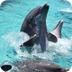 Facts about Dolphins