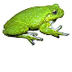 Cope's gray treefrog