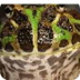 The Ornate Horned Frog (Cerato