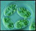 Importantance of phytoplankton