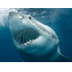 Shark: 