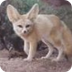 How The Fennec Fox Has A