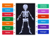 Huesos del cuerpo humano