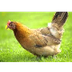 Life Cycle of a Chicken Video