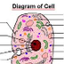 Cell Images | The Biology Corn