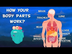 How Do Your Body Parts Work? |