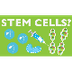 WHAT CAN STEM CELLS DO? - YouT