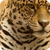 Diferencias entre el jaguar el
