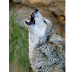 Mexican Gray Wolf 