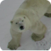 Polar bear cam