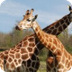 Adopt a Rothschild Giraffe