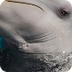 Bottlenose Dolphin