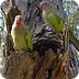 Princess Parrot - Birds