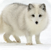 Arctic Fox 1