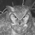 Great Horned Owl Cam - live ow