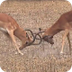 Impala rams battle it out